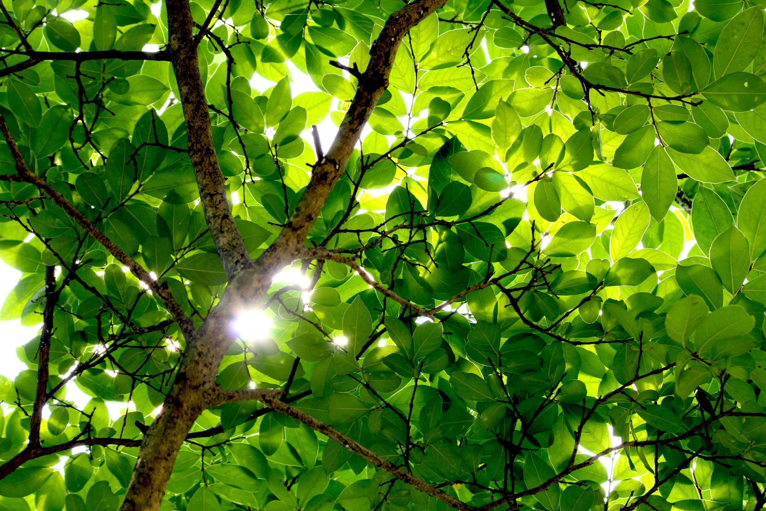 この写真は無料サイトで入手できます